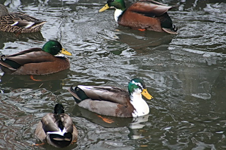 Er zijn er meer, open water bevalt ze beter dan het glibberijs.... Soms lijken ze net op speelgoedeenden....