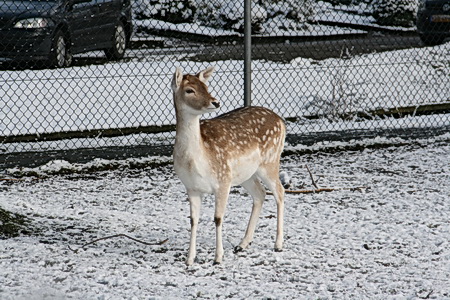 Damherten in de sneeuw.... (Nee, hier dreigt geen afschot...) Al blijft een hert altijd waakzaam!