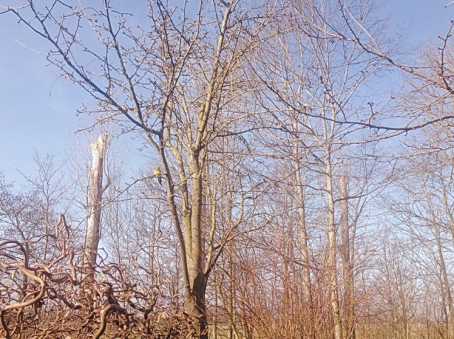 Foto bij boerderij Mokkenburg met links van het mdiden de exotische vogel