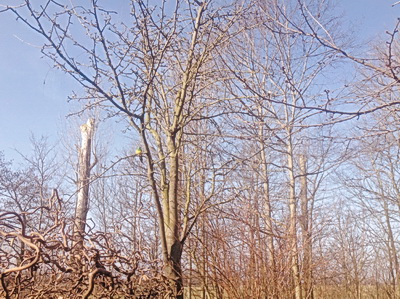 roodrugparkiet van Mesker