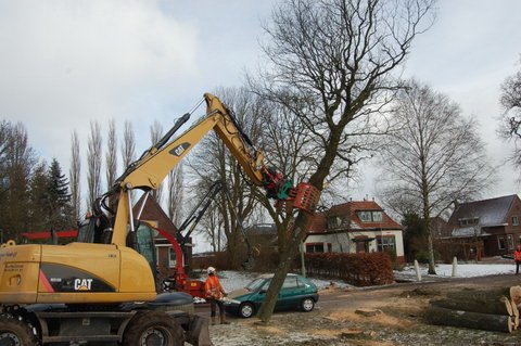 De bomen op de middenberm tussen straatweg en parallelweg, bij de glascontainers, gaan hun ondergang tegemoet. "Uit stof zijt gij...."