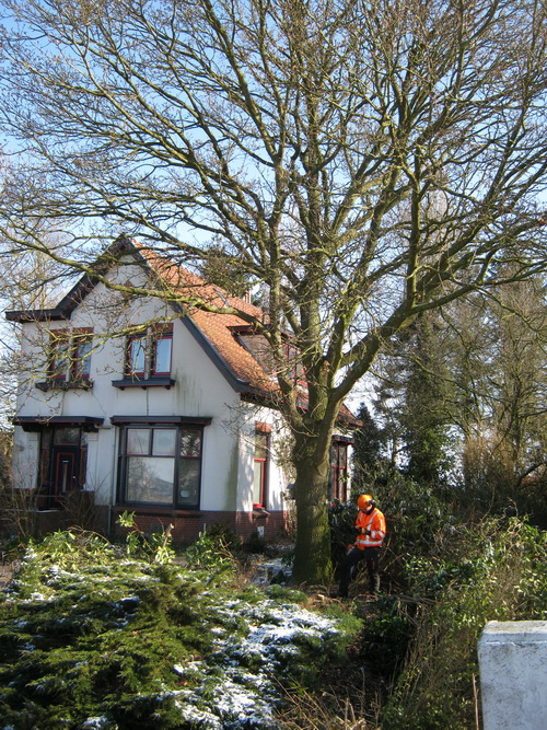 Een van de gehelmde oranjegeheste motorzagers houdt zich 'verdacht' op bij de grote boom. Dat voorspelt niet veel goeds....