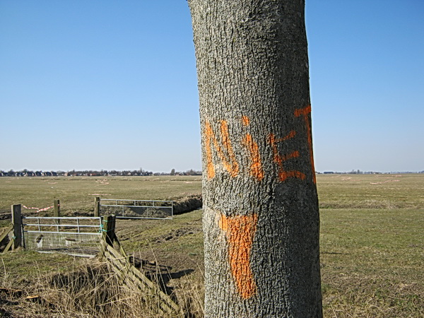 Duidelijke boodschap voor de bomenkappers: Deze boom dus NIET!