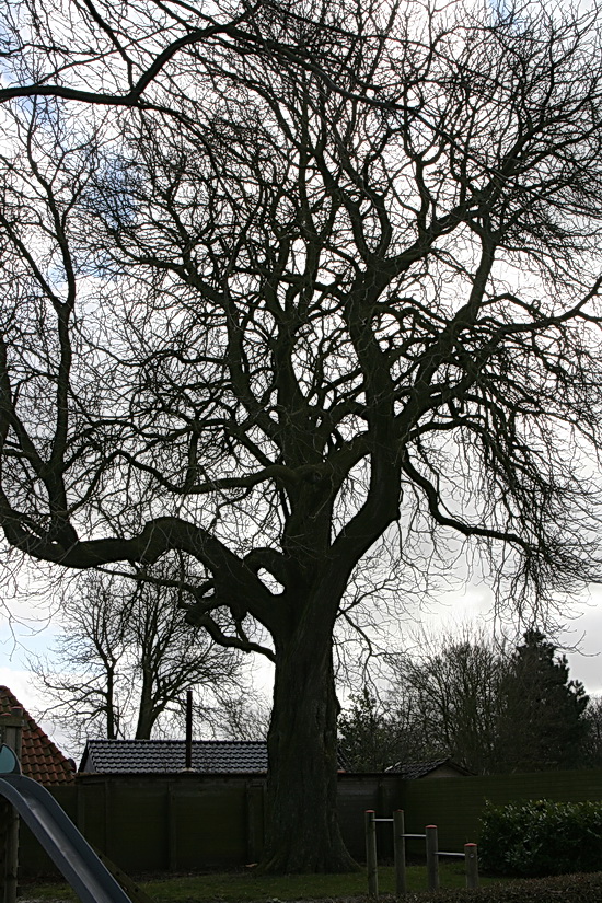Een van mijn favorieten in ons dorp, de monumentale kastanje op de hoek van Oosterweg en Moeshorn. Alleen het silhouet al is veelzeggend!