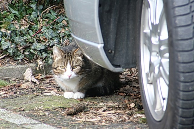 Deze poes beschouwt de wereld vanachter een geparkeerde personenwagen. Sceptisch?