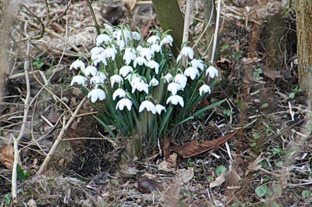 En de sneeuwklokjes bloeien nog volop dankzij de lage temperaturen tot nu toe. Zal wel snel veranderen....