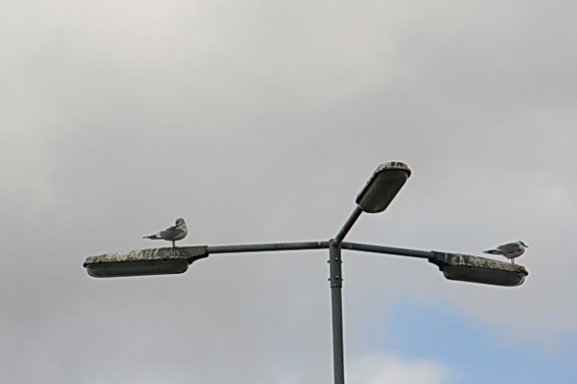 Tja, hoog boven de begane grond is het moeilijk reinigen..... Inspectie van twee meeuwen, dat wordt een vernietigend rapport.....