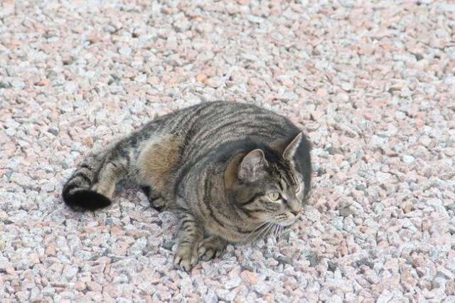 Nog een waakzame poes, grijs op grijs.....