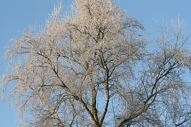 Ja, ik heb iets met BOMEN, al lukt het mij niet hele gesprekken met ze te voeren.... Bewonderen doe ik zel, vooral op zo'n RIJPmorgen!