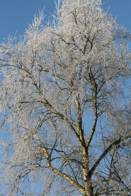 Uurtje later, de berk is nog steeds een lust voor het oog! Voor beide ogen!!