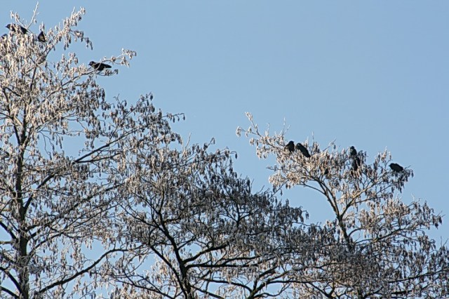 De zwarte kraaien zijn midden tussen de rijp aan het zonnebaden en....