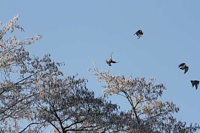 ....willen voor de fotograaf op afstand best wat kunstjes uitvoeren!