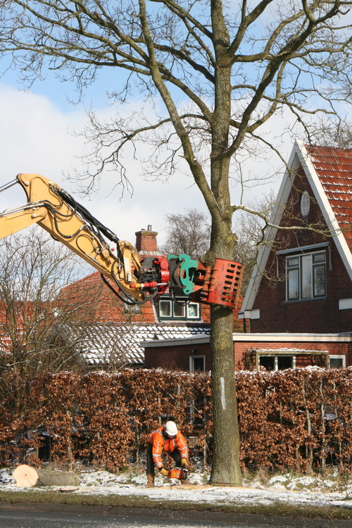 De grijper omklemt de stam, de zager zaagt bij de voet, en hup......