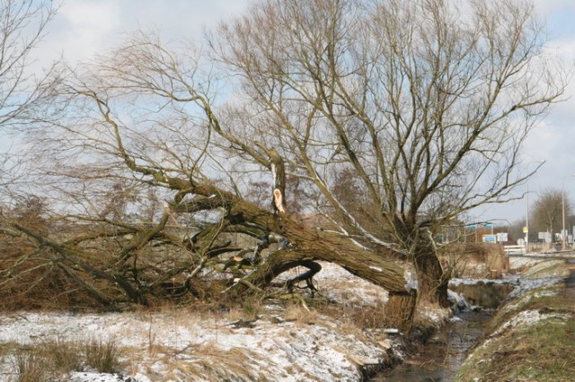 Ook dit oudje, karakteristiek voor de westkant van de N355, kon niet worden gespaard. Weg vlucht- en nestelplek voor vogels, om maar een zijstraat te noemen...