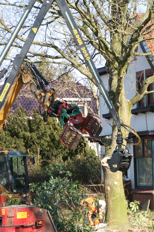Deze overmacht is voor de bedreigde boom te groot.... Een grijper van links, een grijper van rechts, een motorzaag aan de voet...