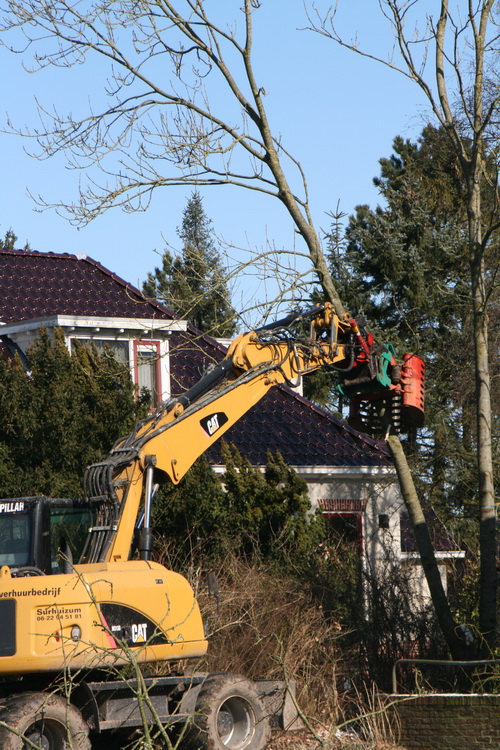 Bij nummer 9 worden ook de slanke exemplaren verwijderd, geen ontkomen aan.