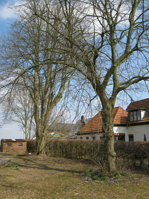 Oude(re) linde en kastanje bij Langestraat 9, dichtbij Langestraat 7