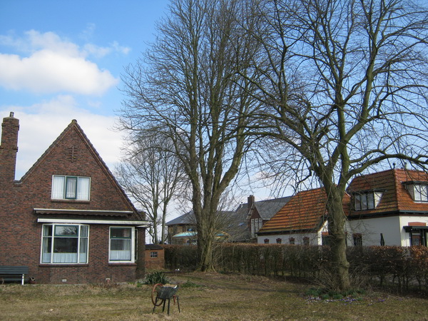 De twee monumentale bomen tussen Langestraat 9 en Langestraat 7 die alsnog dienen te worden gekapt, als...