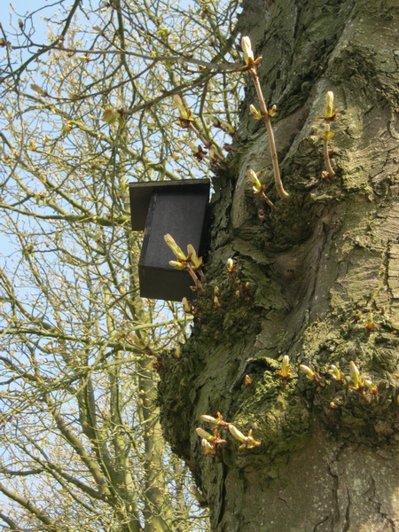 aanvullende voorziening voor nestelende vogels...