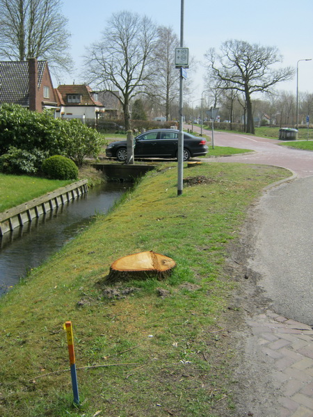 de stompen van 3 gekapte eiken voor Langestraat 13