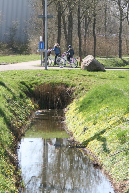 Als het speenkruid volop bloeit, dan is het echt voorjaar! Hier langs het voorste gedeelte van de Mokkenburgweg!