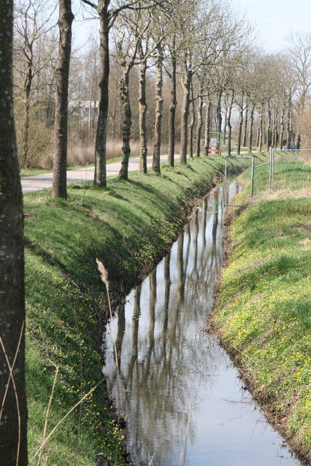 Ook voorbij de kruising, op weg naar de woonhoeve "Mokkenburg", worden de bermen geelgroen gekleurd, met dank aan dat rijkelijk bloeiende plantje, dat de naam 'onkruid' niet verdient!