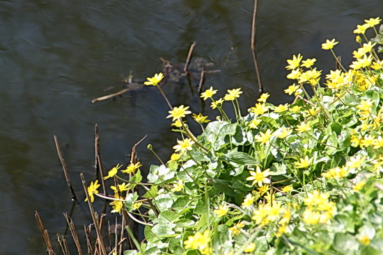 De bloempjes nemen een zonnebad aan de waterkant van de Schipsloot....