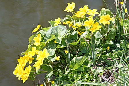 Maar deze waterkantvariant? Wie kent hem? Gekweekt in het wild beland?