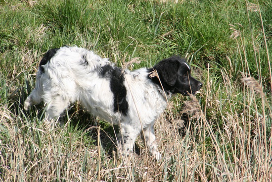 De hofhond van de nabijgelegen boerderij heeft zijn territorium fors uitgebreid en doet veldonderzoek....
