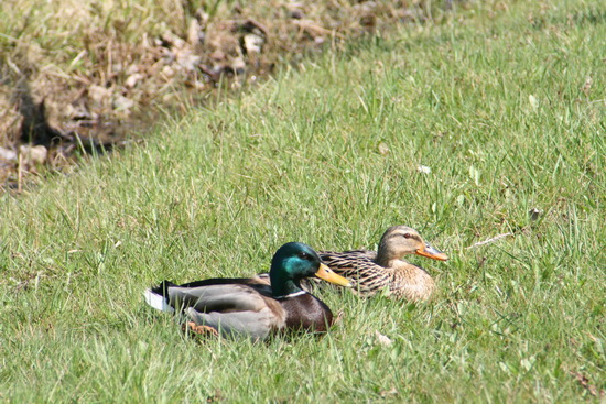 Ware bermtoeristen, dit eendenpaar. Badend in het zonnetje, de voorbijvarende schepen aanschouwend. Hè, weer zo'n vervelende fotograaf...