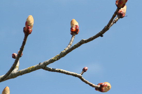 Neem waar en bewonder.... Kastanjeknoppen die dan toch het vertraagde voorjaar aankondigen!