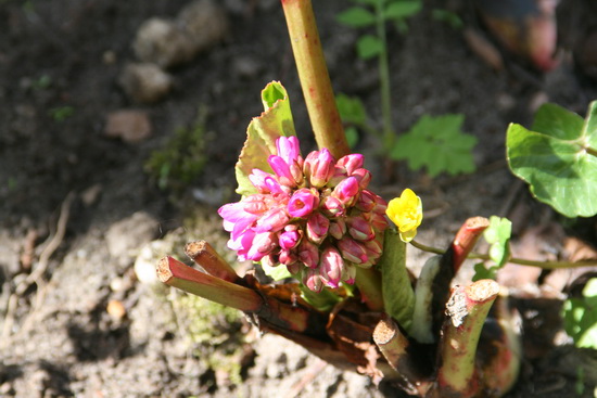 Het kijken en bewonderen begint al bij de eigen tuin (waarover eega Gé de scepter zwaait...) Hoe heet deze ook maar weer???!