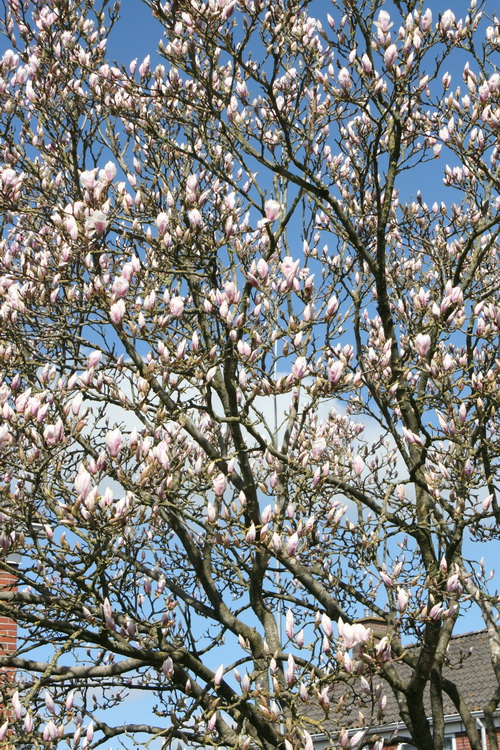 Verderop in de Verlengde Oosterweg, bij nummer 17, een juweel van een magnolia, ook wel eens voor 'tulpenboom' uitgekreten...