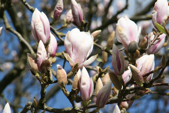 Dichterbij komend wordt de bewondering alleen maar groter. Jammer dat bij zo'n "thing of beauty" de "joy" maar kort duurt....