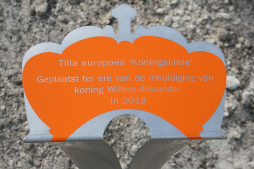 Hé, een oranje element in het dorpshuislandschap! Hier staat een 'koningslinde'!