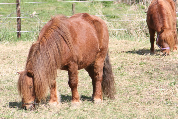 Er is nog een te begrazen hoek overgebleven, voor de pony's van Leendert Kazemier. Rustgevend!