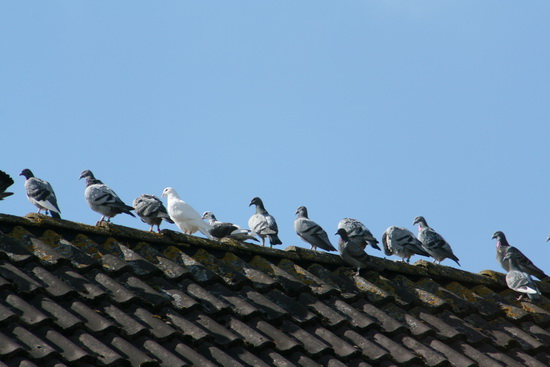 En de duiven van Moes genieten op de nok van het voorjaarszonnetje...