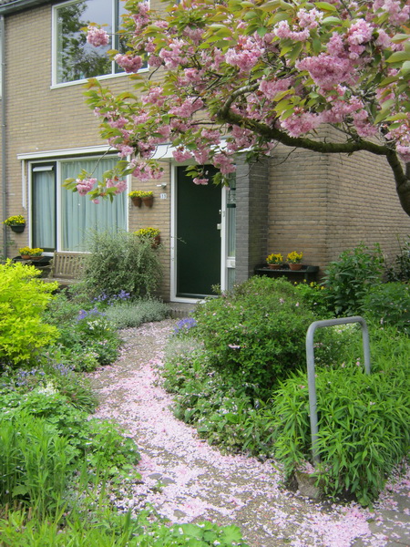Thuis wacht ons een bloemblaadjestapijt, de prunuspracht is al bijna weer verleden tijd. Maar in 2014....