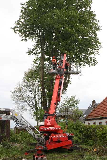 Zwaar materieel wordt ingezet om de hoge kastanje te kortwieken. De linde is dan al gesneuveld