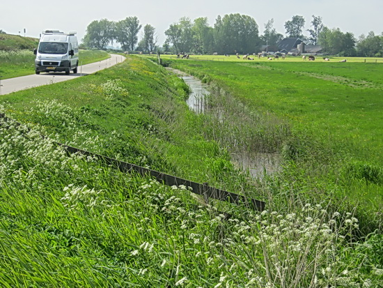 Het is fluitenkruidtijd, ook langs het betonpad dat wandel- en fietsroute is geworden na het sluiten van de overweg óver de spoorbaan richting Datema's boerderij
