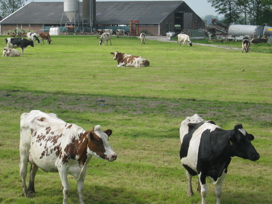 Koeien in de wei, ik ben er blij mee, hou van het aldus aangeklede landschap!