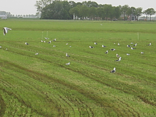 Boer de Jong (of is het zijn opvolger?) heeft het druk met gieren. Wordt zeker regen verwacht... De meeuwen vinden het hier prettiger dan aan de kust. Minder last van de wind. Bovendien krijg je voedsel op een presenteerblad....