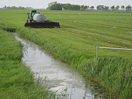 Nog een laatste gedeelte bij de sloot langs, de meeuwen gaan welopgevoed 'even' aan de kant...