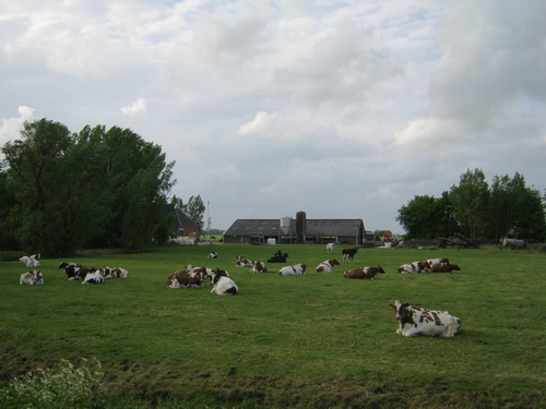 Hier komt de mest vandaan, van deze boerderij. Prachtige beesten, zo te zien klaar voor de zondag!