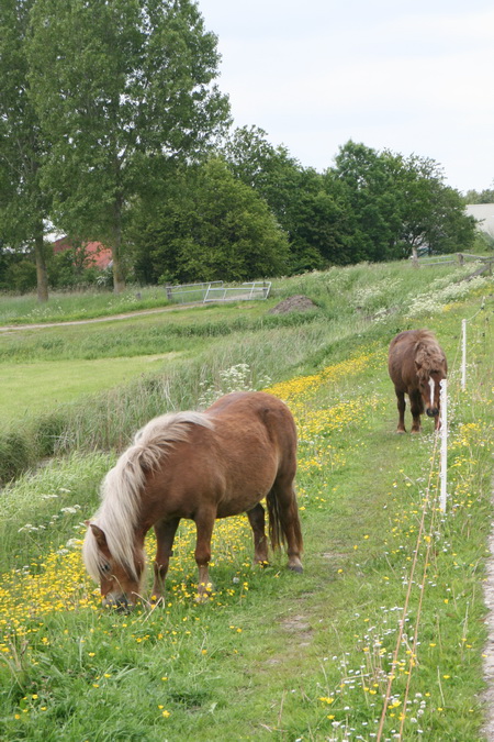 Lieflijke landelijkheid in de berm van de Mokkenburgweg