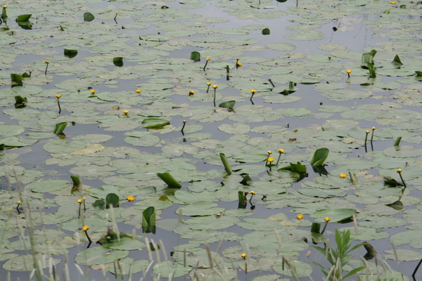 Hier zijn het dotterbloemen die de sfeer op en in het water bepalen... 