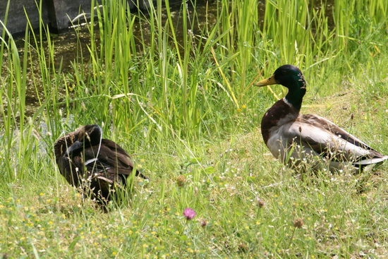 De twee buurteenden, een paartje, hebben het al wel gezien. "Saaie boel"..... "En veel te lawaaiig...Hoe moet je in deze hectische wereld jongen groot brengen?"