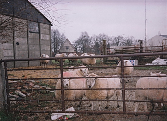 Links op de foto de schuur van kroegbaas/veehouder Sip van der Veen, jaren geleden, met schapen....