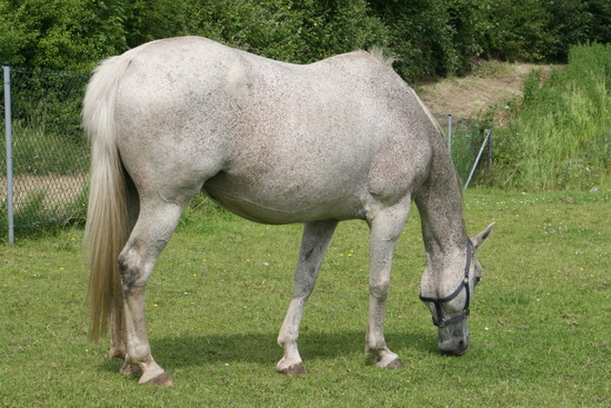 Zo'n grazend Piet-Bos-paard is een verademing vergeleken bij de onrust rond Langestraat Zuid...