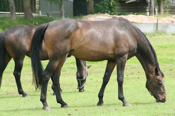 Intermezzo langs het weiland met paarden van Piet Bos. Er heeft een wisseling plaats gevonden, nu twee andere hoogbenige paradepaarden.... Stijlvol!